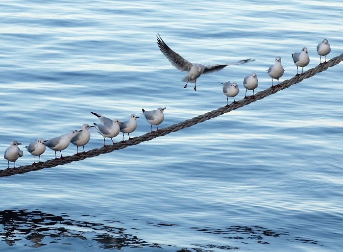 La nature a horreur du vide - 7549661.jpg 7549661.jpg